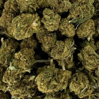 Small Buds Greenhouse – Image 3