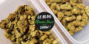 blog cbd flower town boutique cannabis lyon